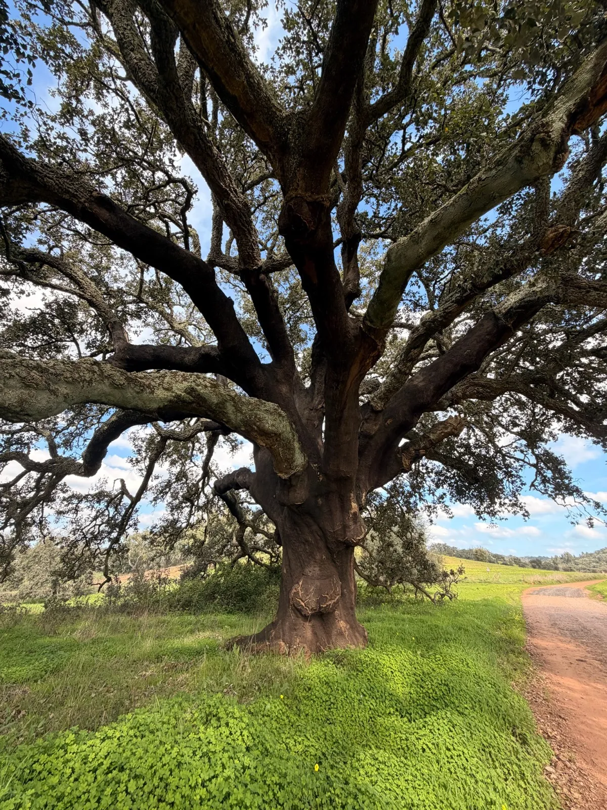 Majestic ancient cork oak tree with sprawling branches over green meadow and red earth path