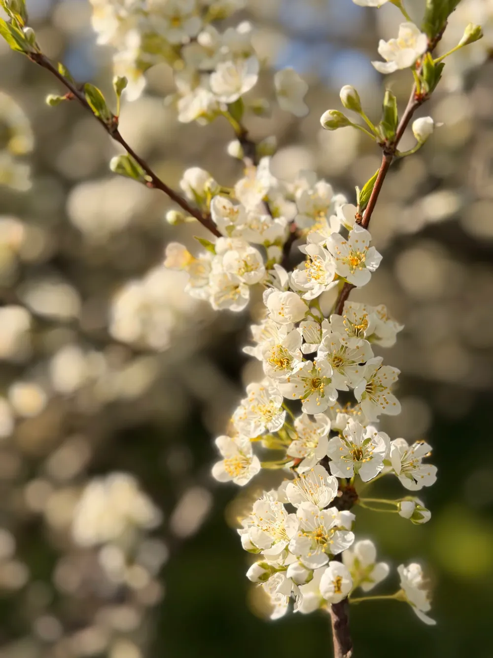 White blossoms on an almond tree in the Alentejo spring