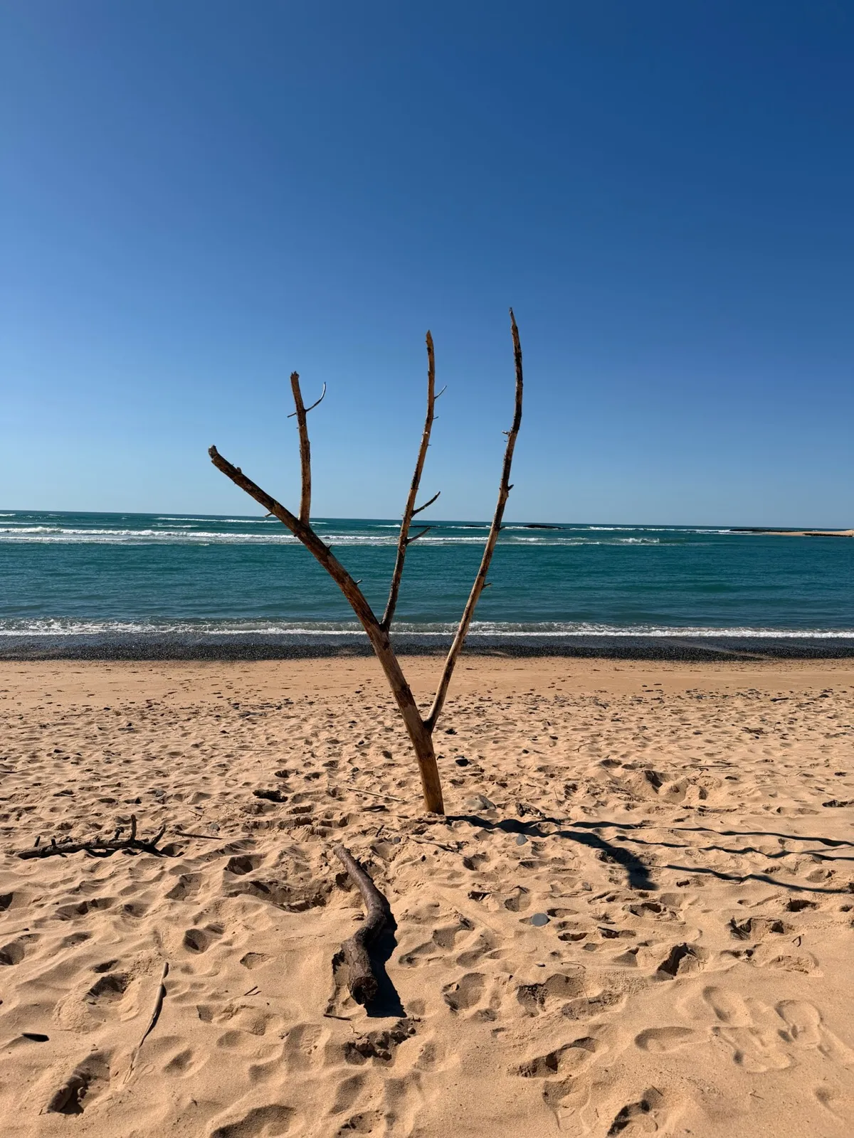 Lone driftwood branch standing upright in golden sand with turquoise Atlantic water behind