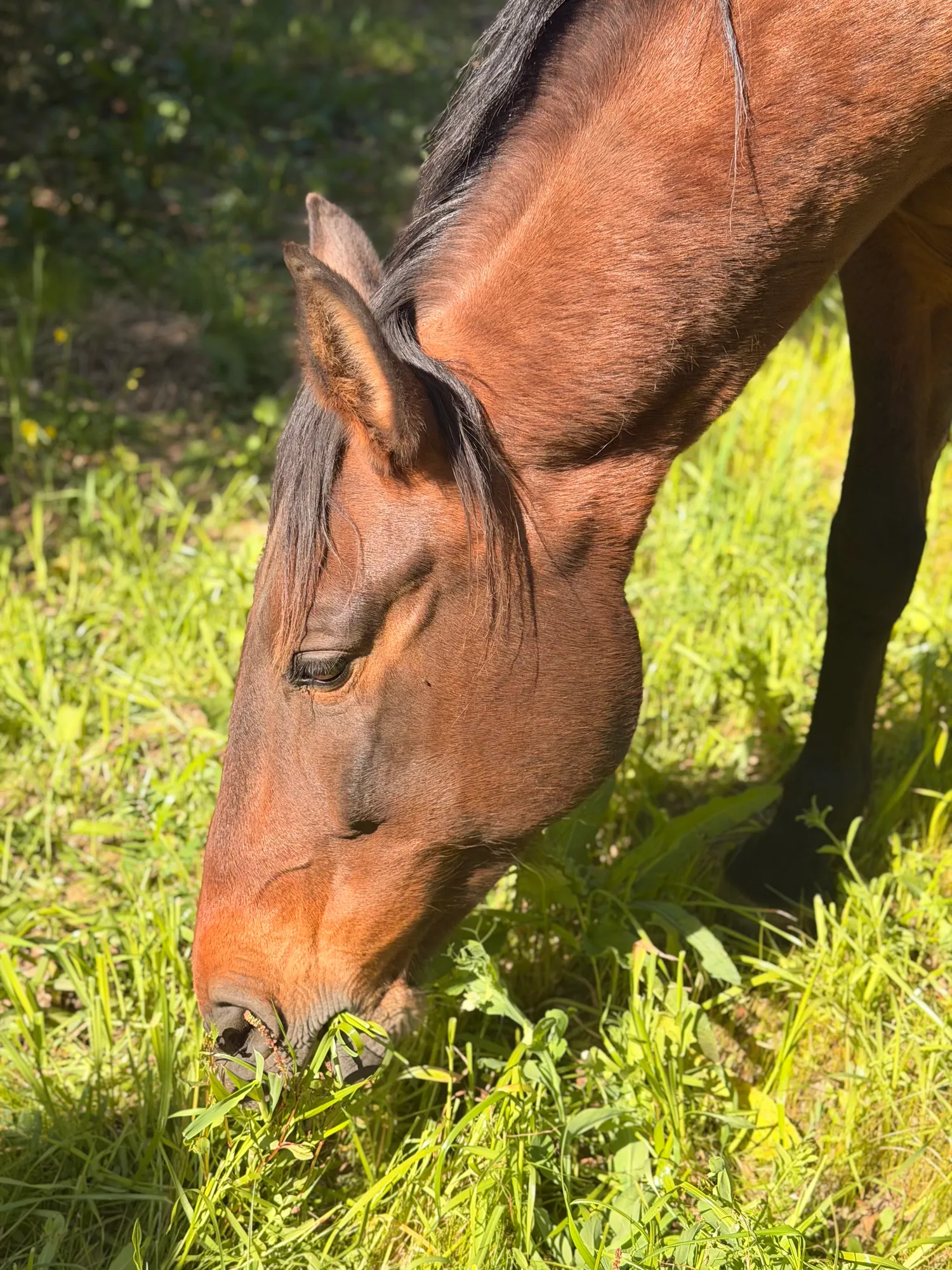Horses in the Alentejo countryside, part of the Casa Alma retreat horse riding experience