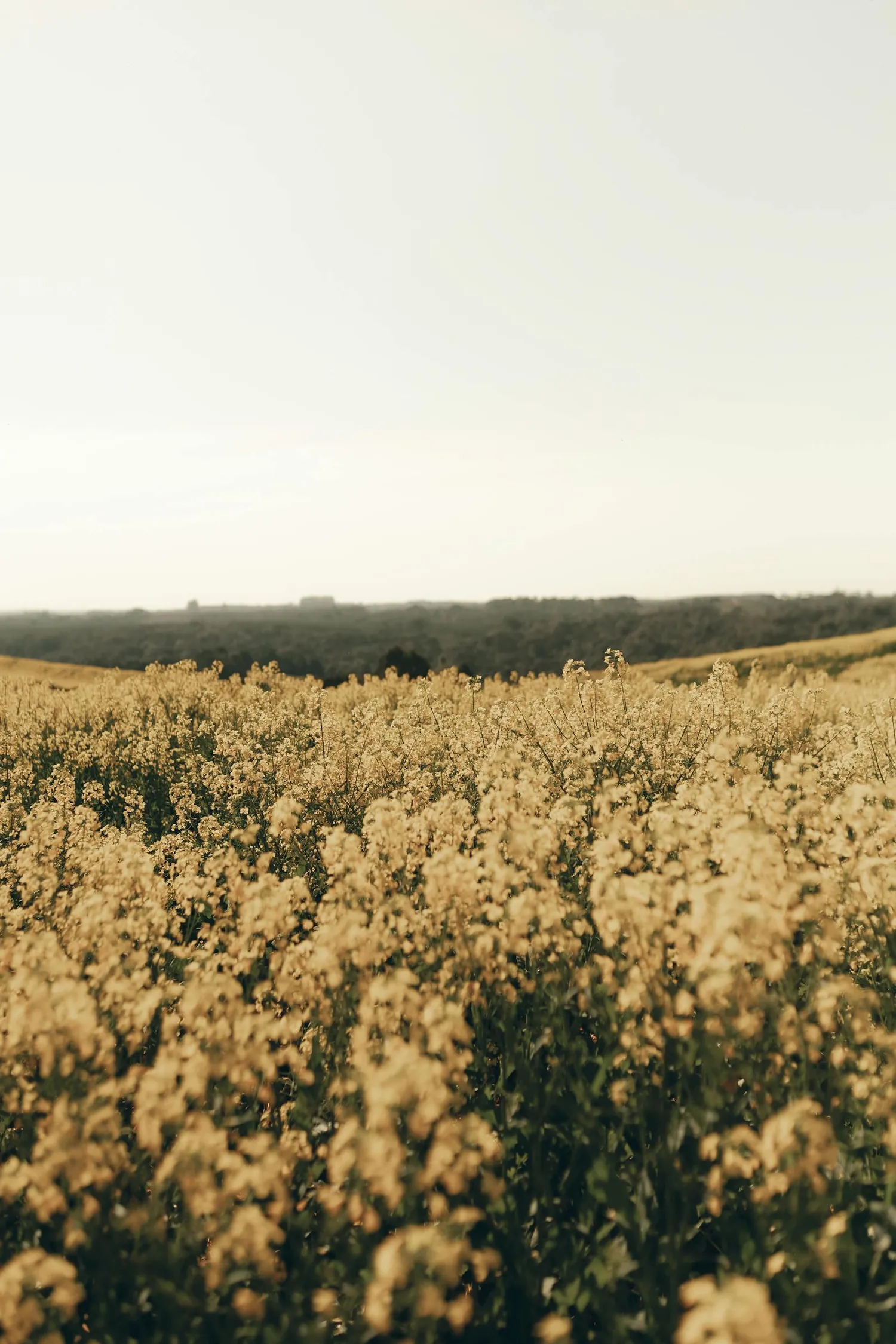 Vast golden wildflower field stretching across the Alentejo countryside under a soft sky