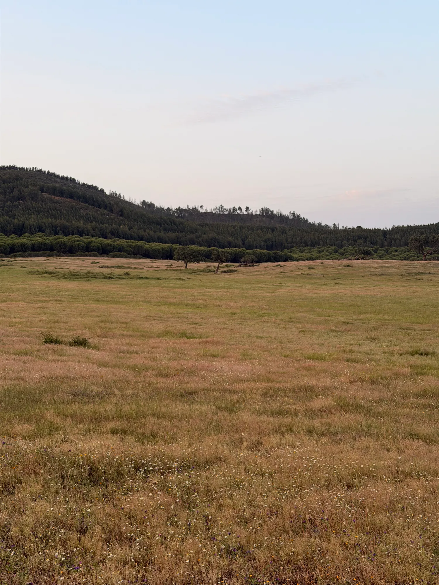 Rolling Alentejo countryside with open fields and hills along the Vicentina Coast hiking trails