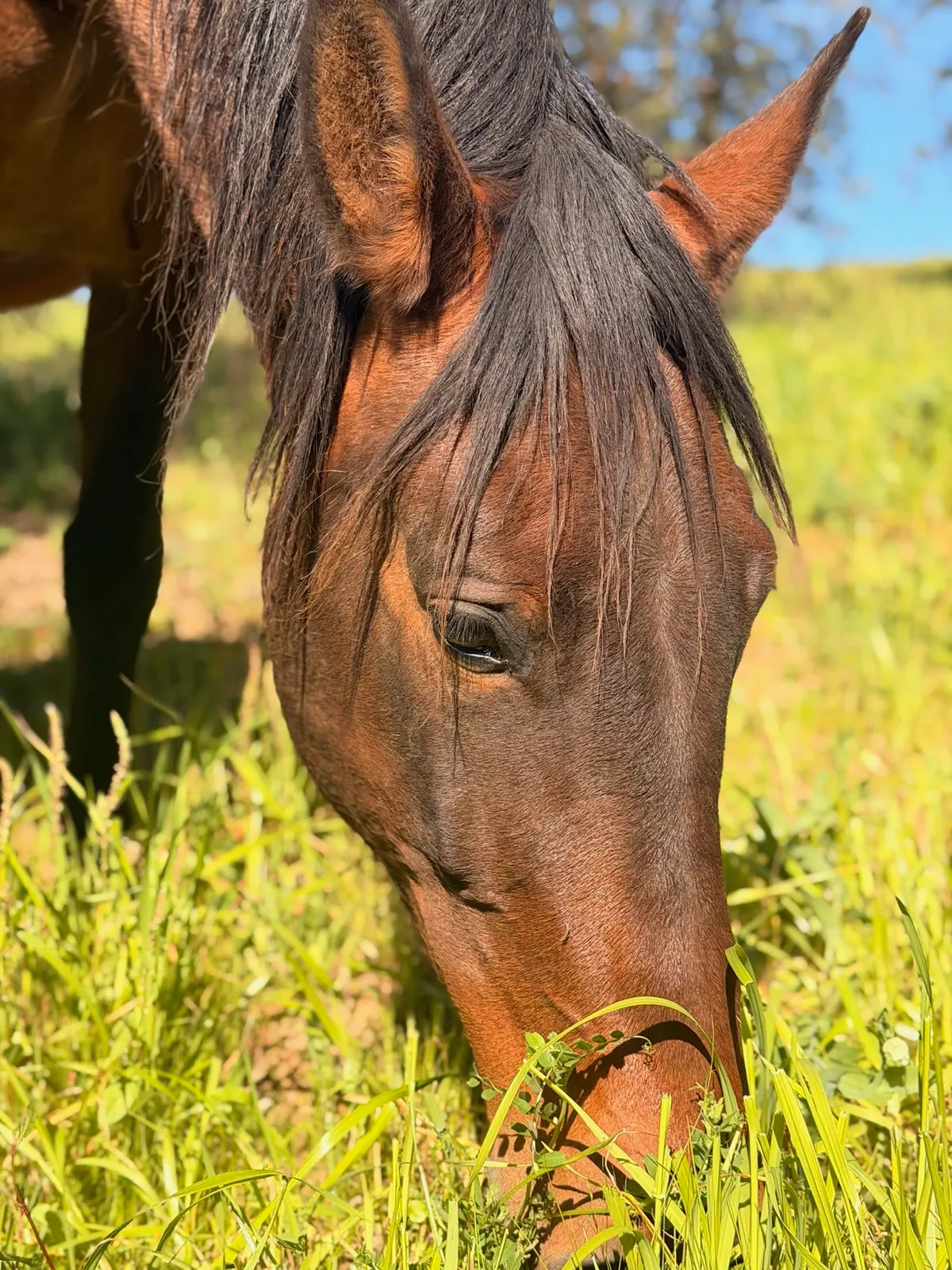 Close-up portrait of a chestnut horse grazing in lush green grass