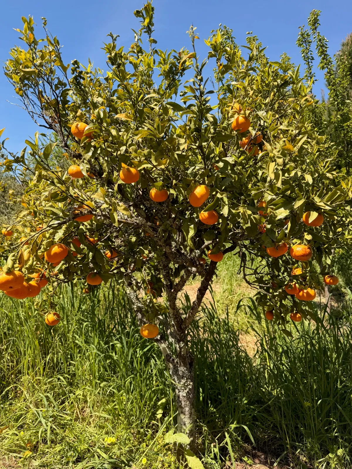 Orange tree heavy with ripe fruit in a sun-filled Alentejo garden