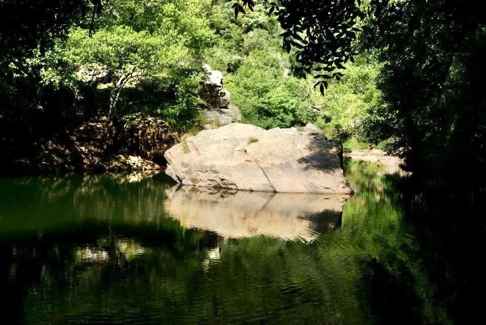 Large boulder rising from a serene green pool surrounded by lush vegetation and dappled sunlight
