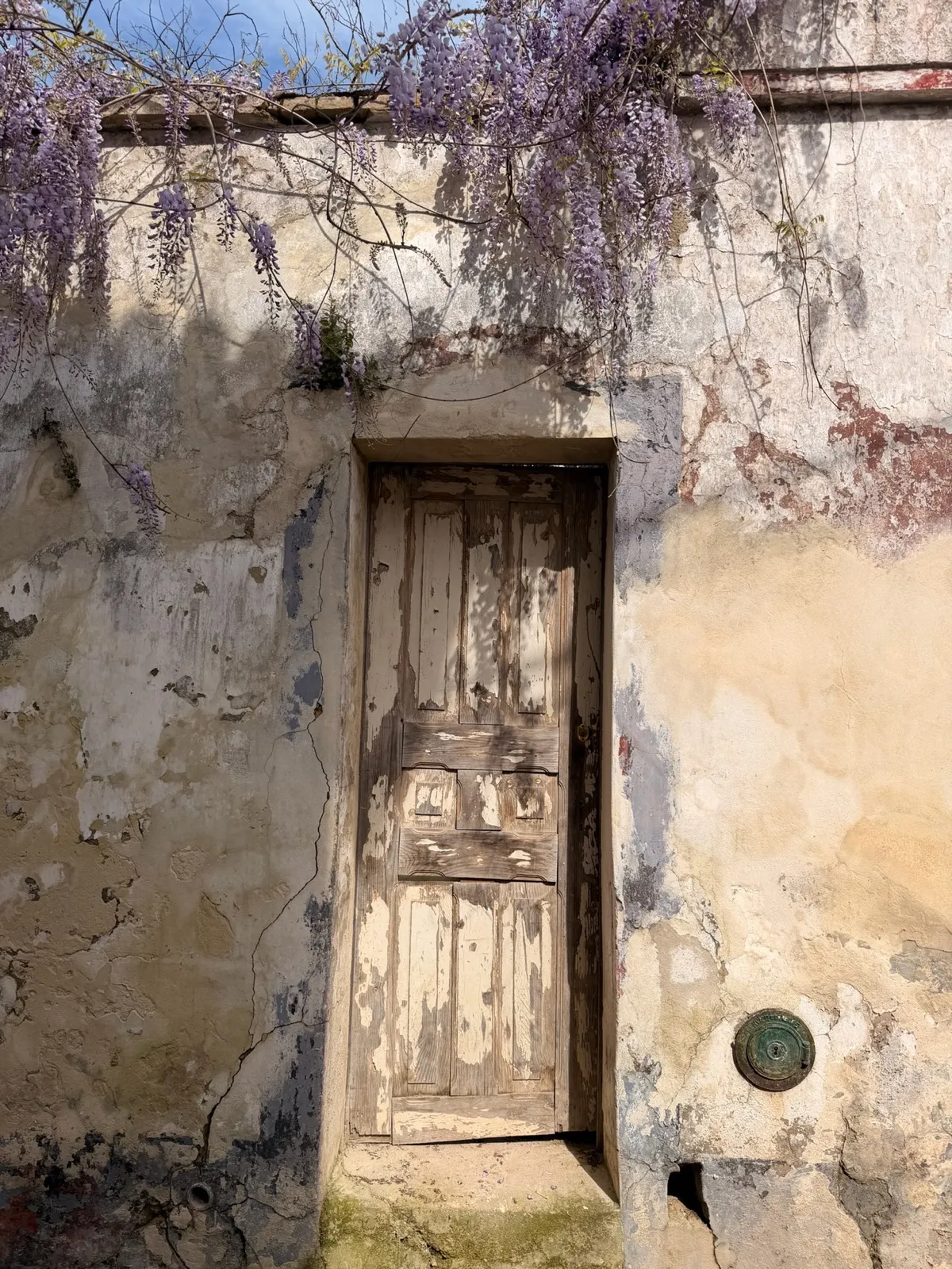 Old weathered wooden door on a village wall draped in cascading purple wisteria