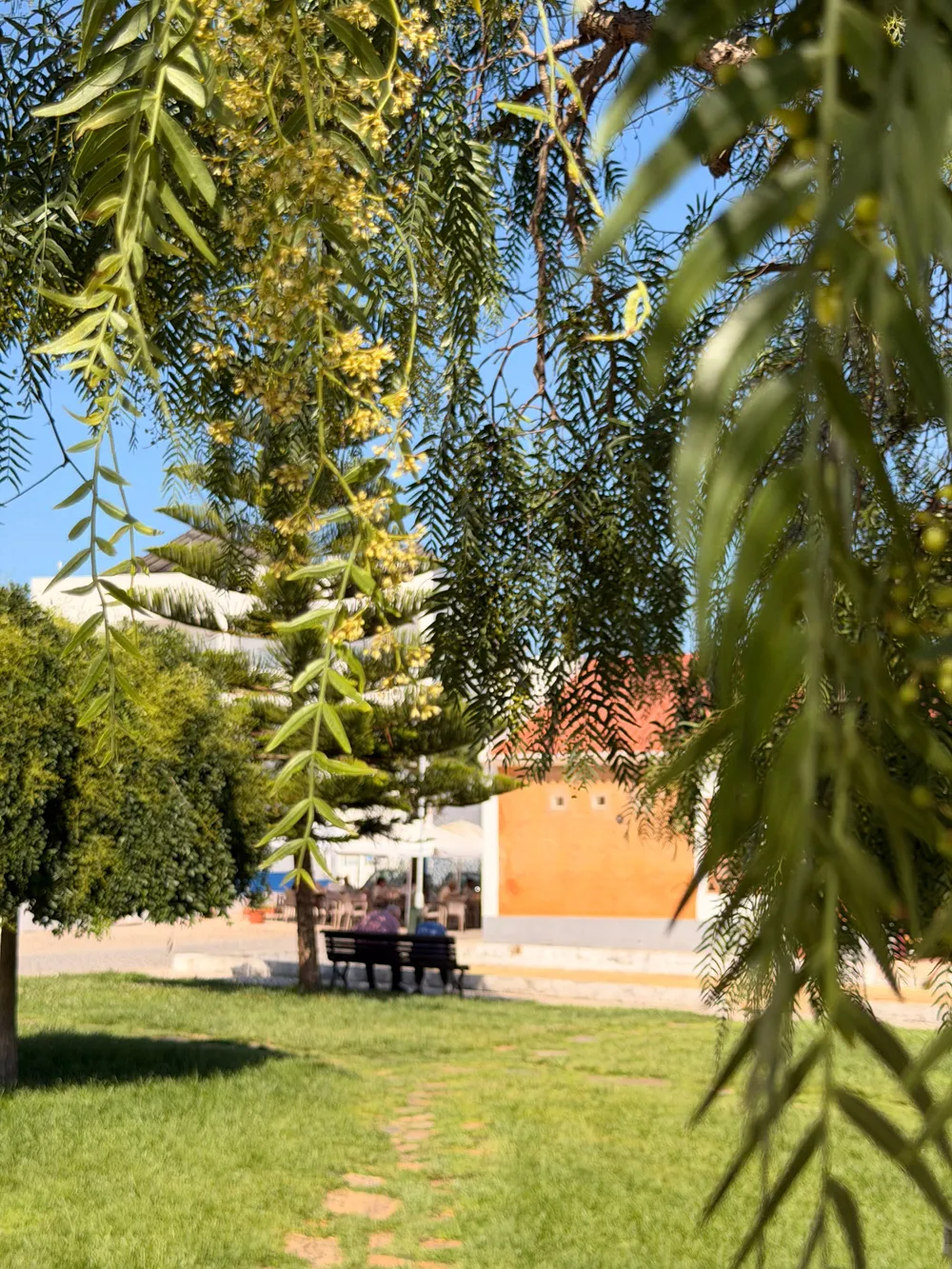 A sunlit São Luís garden with a terracotta and whitewashed house behind mimosa trees in yellow bloom, a wooden bench on the lawn under a clear blue sky