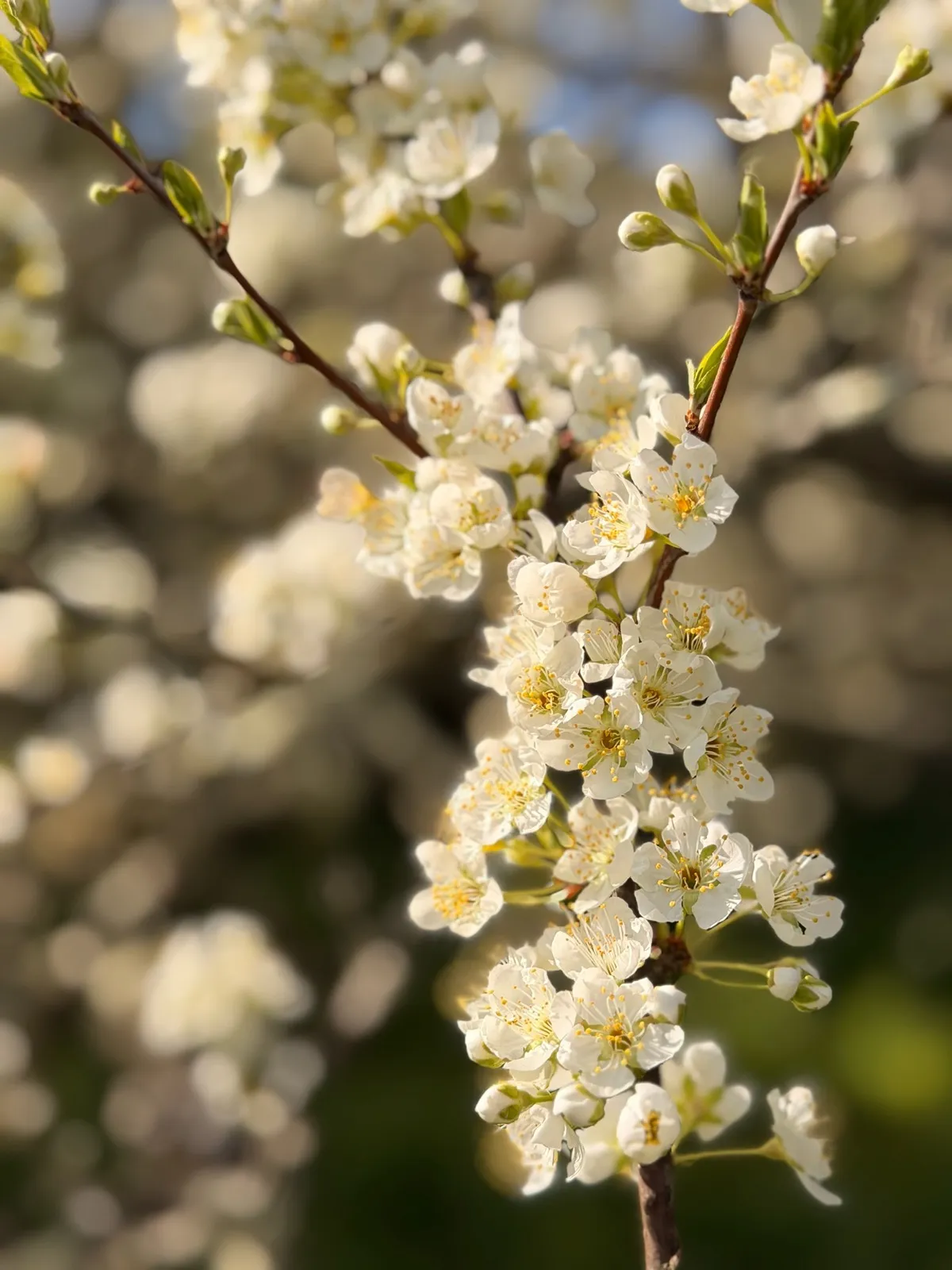 Clusters of delicate white blossoms in warm afternoon light