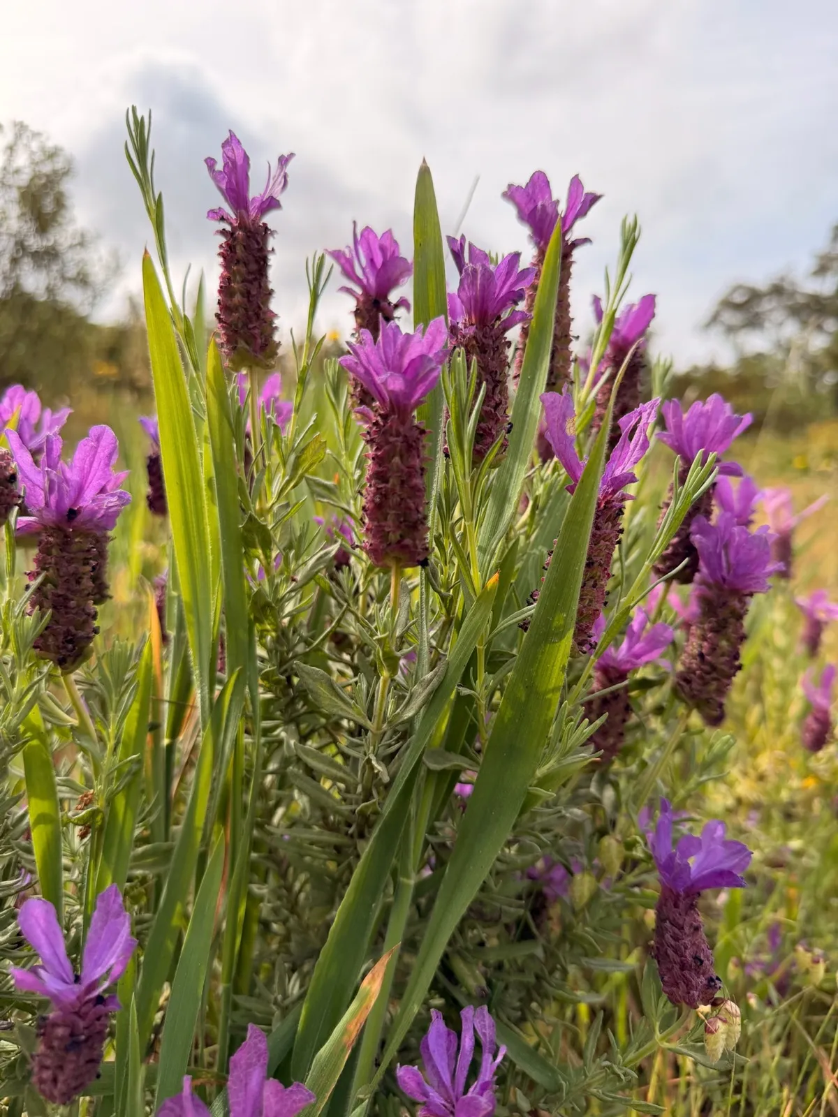 Wild purple lavender blooming in an Alentejo field under soft cloudy sky